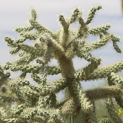 Cactus at the DBG (David's Arizona Gallery)