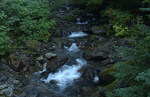 Creek near Paradise, Mount Rainier (Nikon D1x Photos)