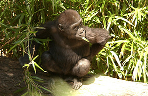 Baby Gorilla eating yummy bamboo shoots (Nikon D1x Photos)