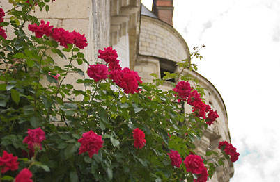 Lovely roses outside the castle (David's France Gallery)