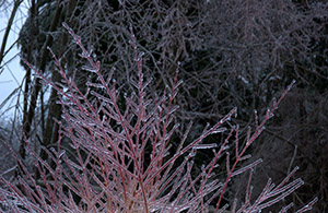 An icy Fire Twig shrub (A Very Frozen Day)