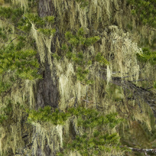 Mossy trees in mountains behind Whistler, B.C. (David's Textures Gallery)