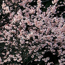Flowering Japanese Plum (David's Textures Gallery)