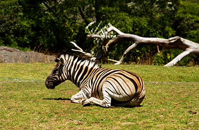  (David's Zoo Gallery)