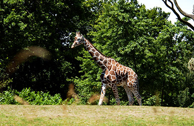  (David's Zoo Gallery)