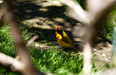  (David's Zoo Gallery)