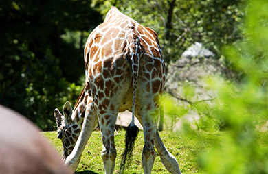  (David's Zoo Gallery)