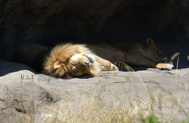  (David's Zoo Gallery)