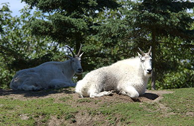  (David's Zoo Gallery)