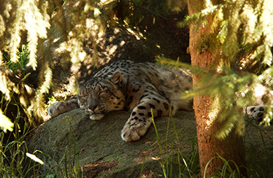  (David's Zoo Gallery)