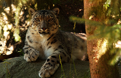  (David's Zoo Gallery)