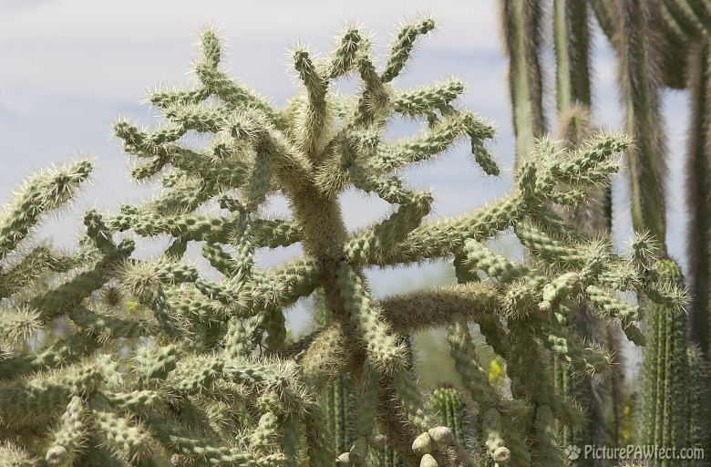 Cactus at the DBG (Trip to Arizona)