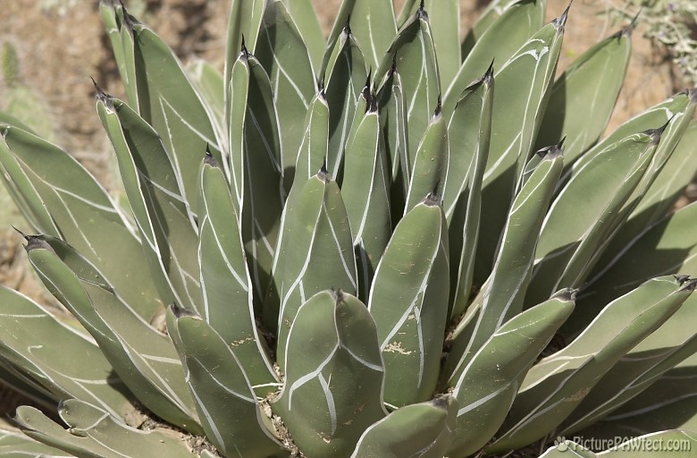 Cactus at the DBG (Trip to Arizona)