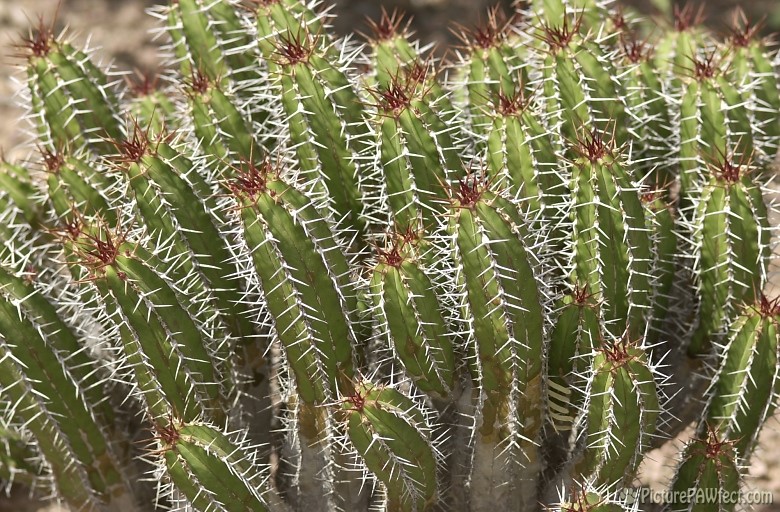 Cactus at the DBG (Trip to Arizona)