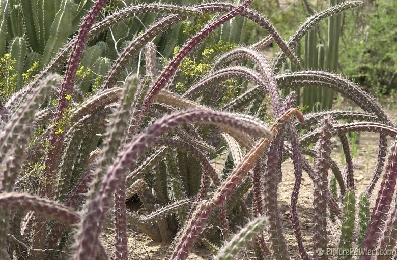 Cactus at the DBG (Trip to Arizona)