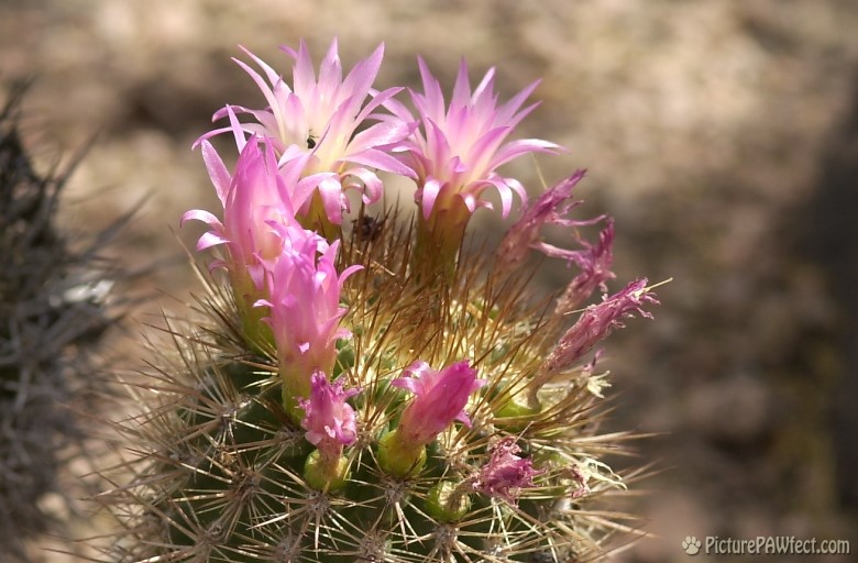 Blooming Cactus at the DBG (Trip to Arizona)