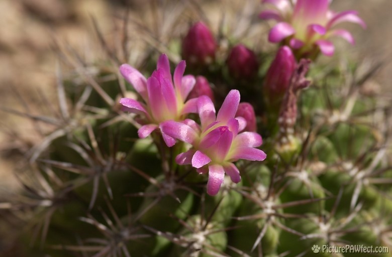 Blooming Cactus at the DBG (Trip to Arizona)