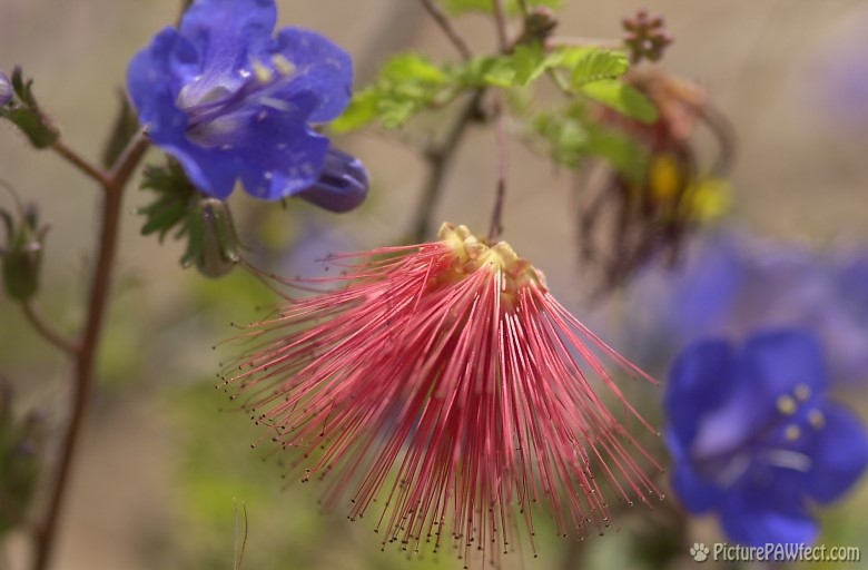 Desert Flowers (Trip to Arizona)