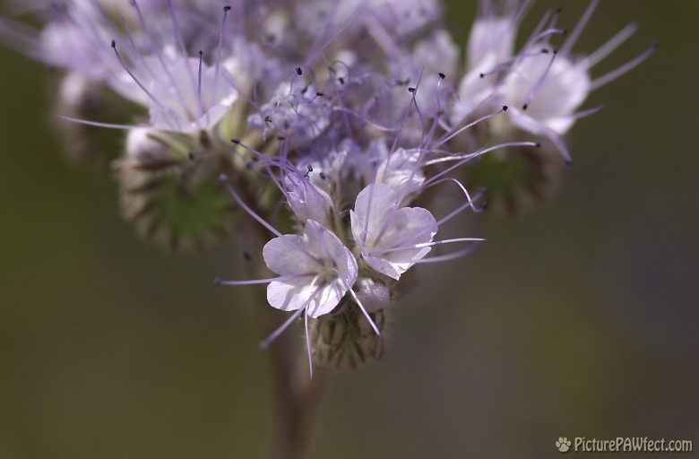 Desert Flowers (Trip to Arizona)