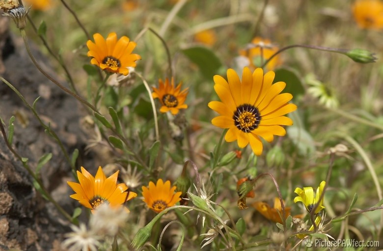 Desert Flowers (Trip to Arizona)