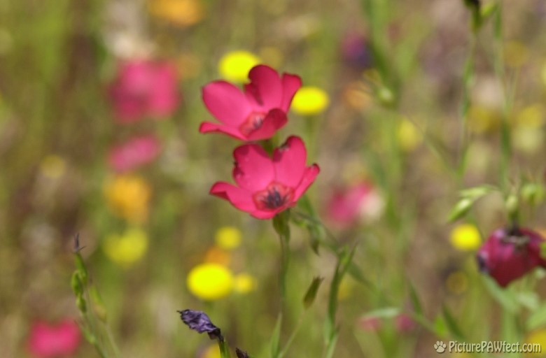 Desert Flowers (Trip to Arizona)