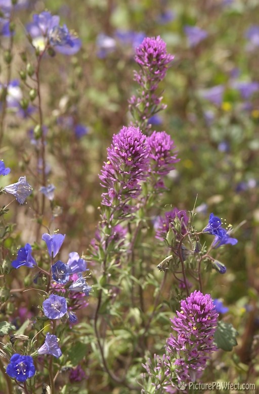 Desert Wild Flowers (Trip to Arizona)