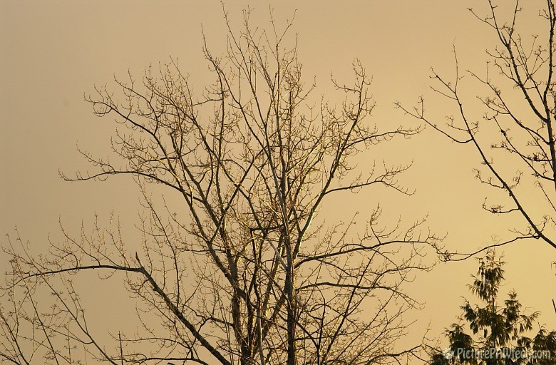 Silhouetted Maple in winter (Nikon D1x Photos)