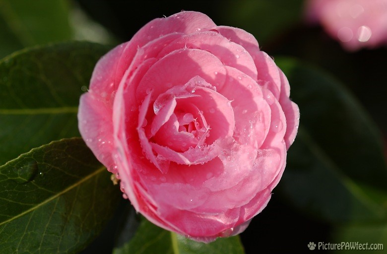 Snow melting off of Camellia (Nikon D1x Photos)