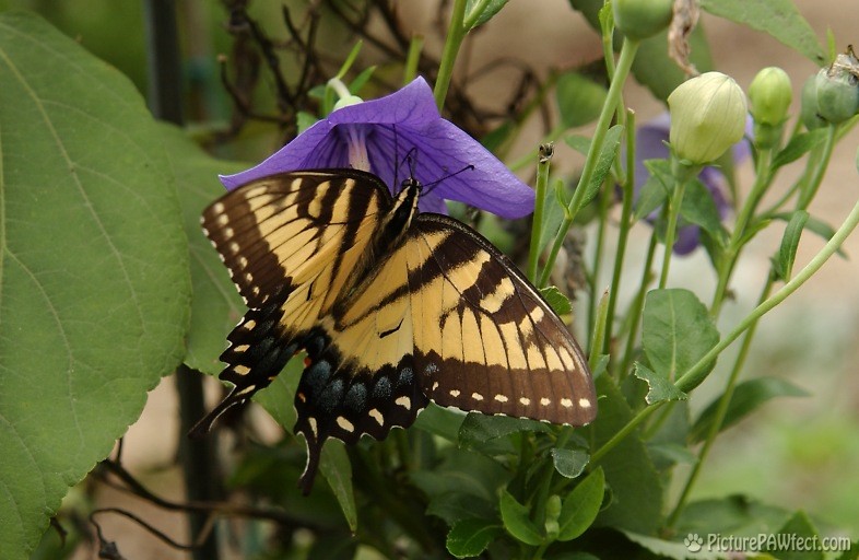 Tiger Swallowtail at Gen. Washington's home, Mount Vernon (Nikon D1x Photos)