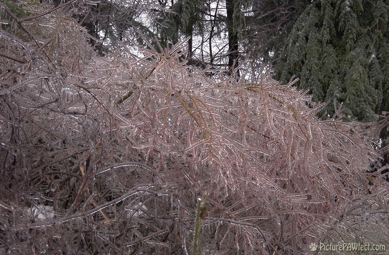 Chihuly was here (A Very Frozen Day)