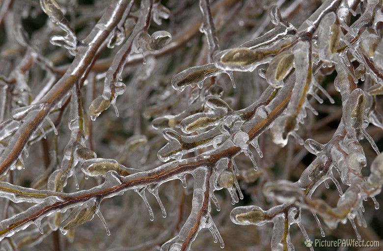 Magnolia buds waiting for spring (A Very Frozen Day)