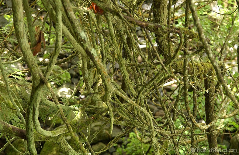 Tangled Mossy Brances (Textures)