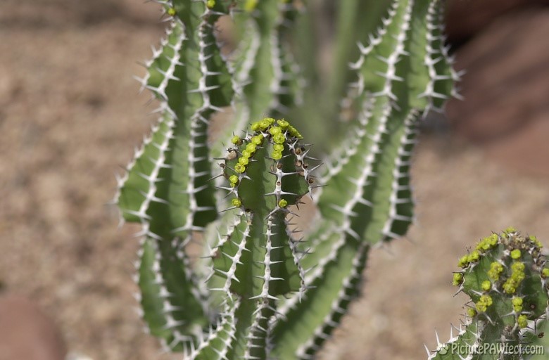 Cactus at the DBG (Trip to Arizona)