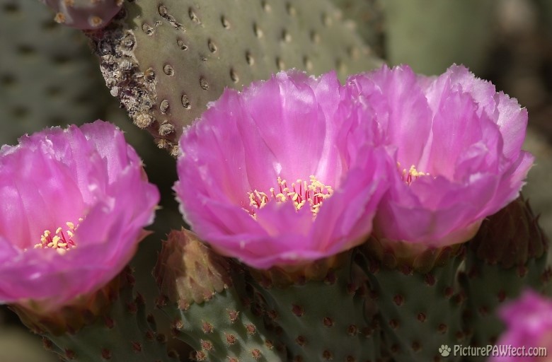 Blooming Cactus at the DBG (Trip to Arizona)