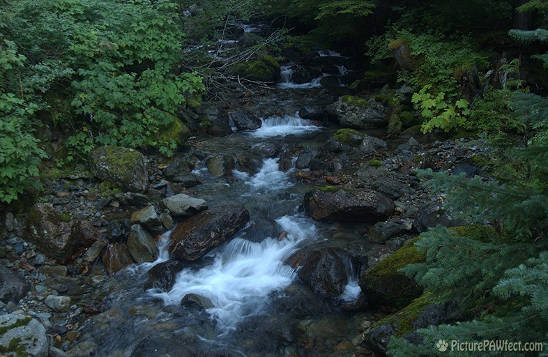 Creek near Paradise, Mount Rainier (Nikon D1x Photos)