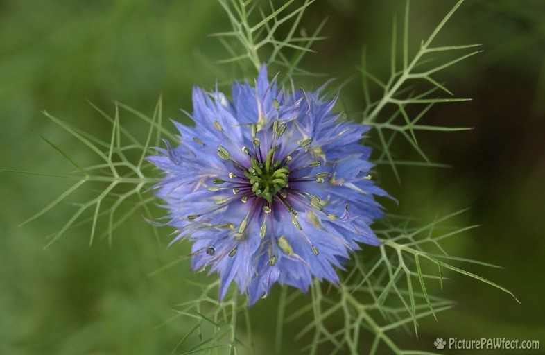 One of those blue flowers (Nikon D1x Photos)