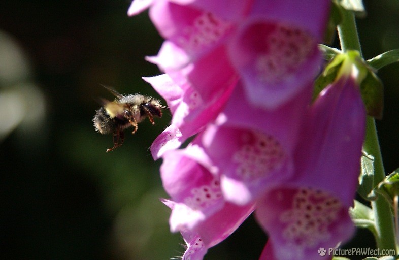 Bumbling Bee heading for a Foxglove (Nikon D1x Photos)