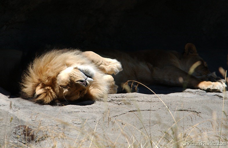 Sleepy lion at the Woodland Park Zoo (Nikon D1x Photos)