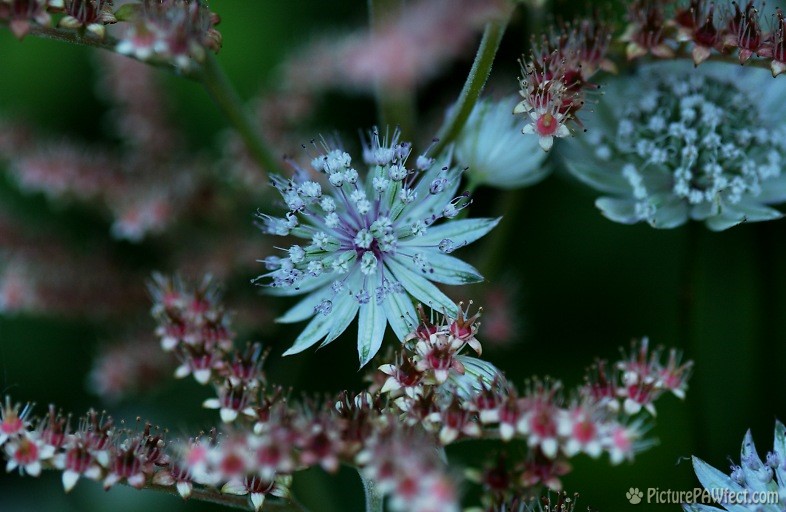 Tiny spikey flower (Nikon D1x Photos)