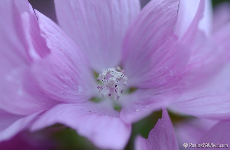 A Pink Rose Mallow (Nikon D1x Photos)