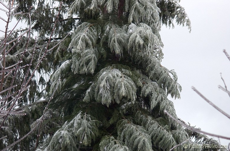 Chilly Cedar (A Very Frozen Day)