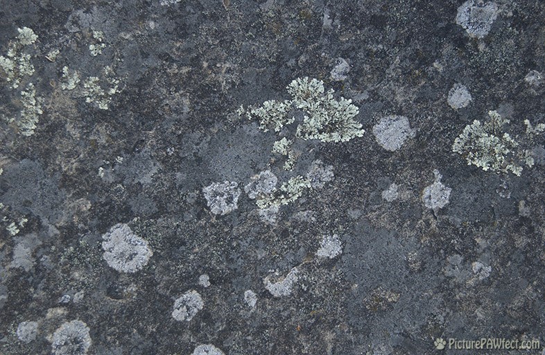 Lichens (Textures)