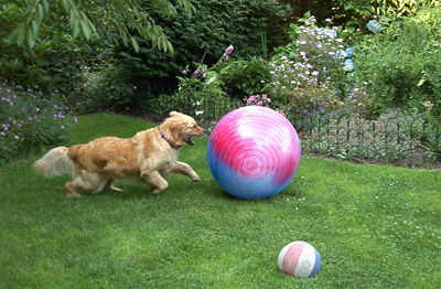 Gotta get the ball! (Genevieve's Late Summer/Fall in 2002)