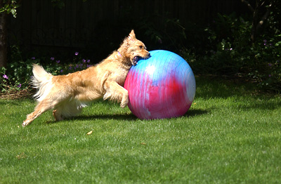 'Still can't get my jaws around that ball!' (Genevieve's Late Summer/Fall in 2002)