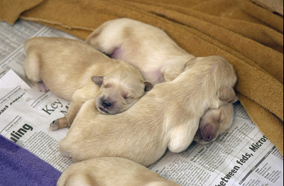 Now almost everyone has a pillow. (Puppies at 5 days old)