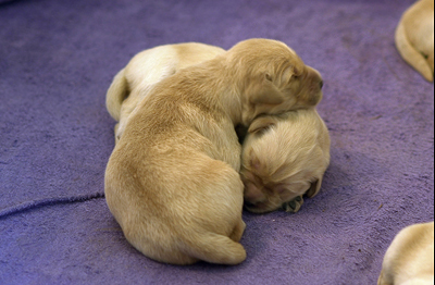 Cuddling Up. (Puppies at 5 days old)