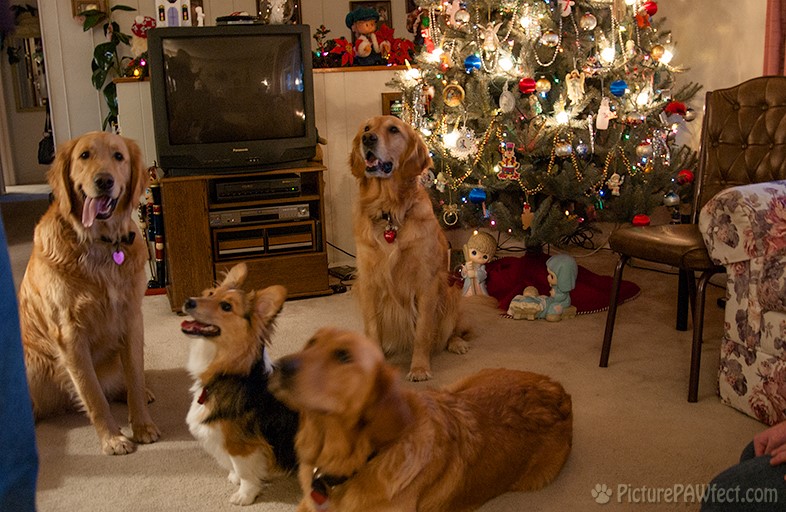 <center>It was a very 'doggy' Christmas</center> (Genevieve in 2004)