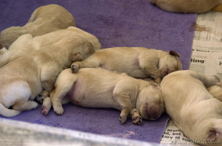 Dog pile! (Puppies at 5 days old)