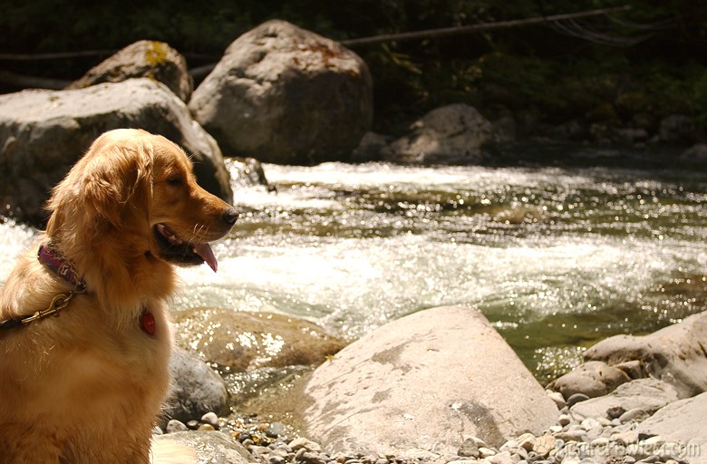 Admiring the river on a hike (Genevieve's Late Summer/Fall in 2002)