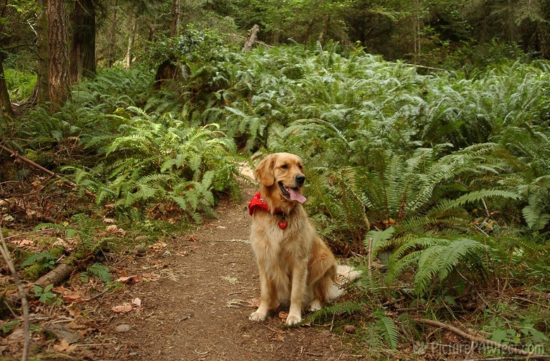 Hiking in the fern-filled forest (Genevieve's Late Summer/Fall in 2002)